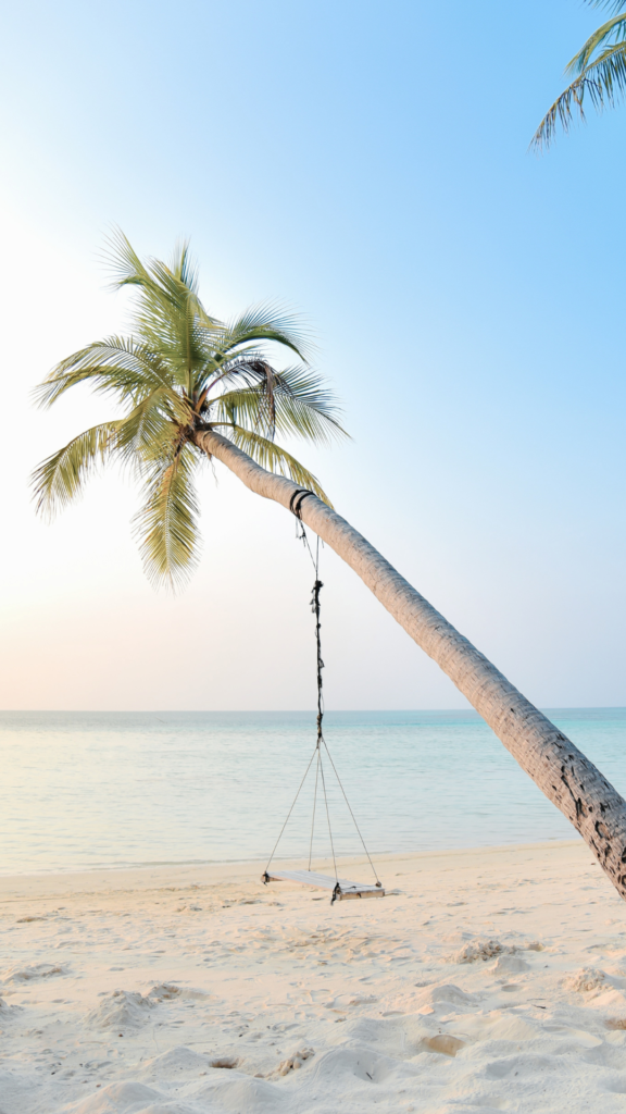 palm tree swing wallpaper