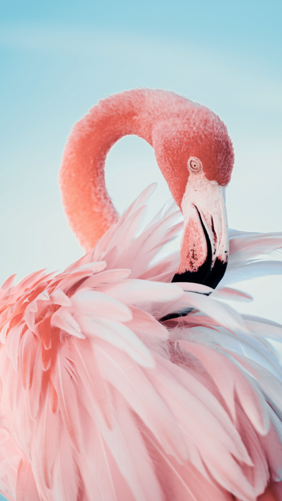 pink flamingo wallpaper