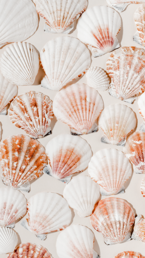 sea shells wallpaper