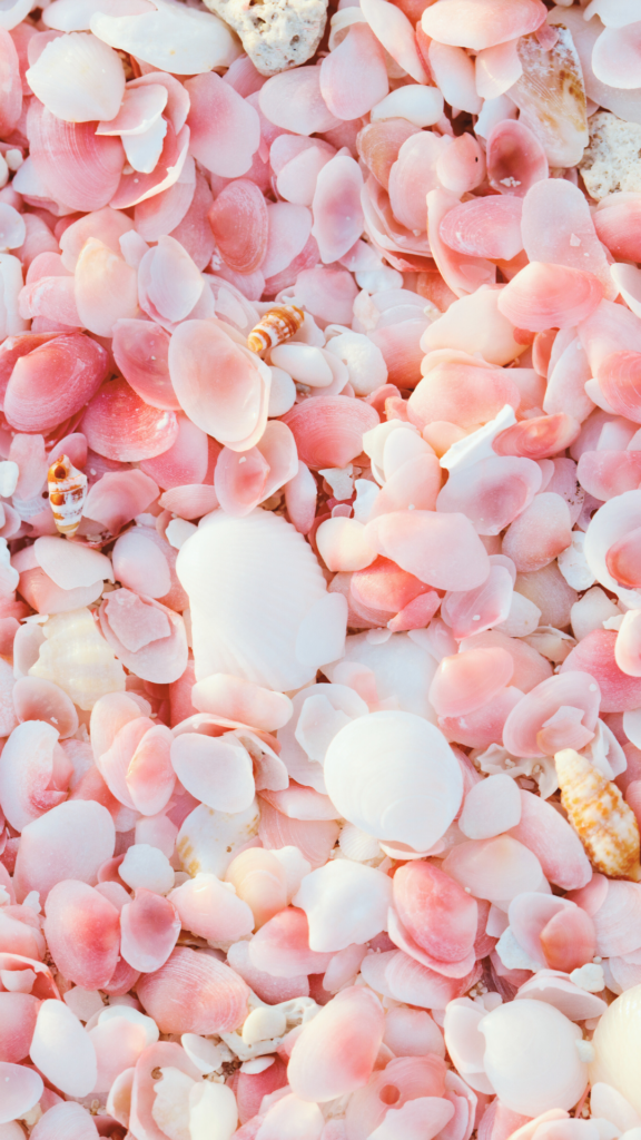 pink aesthetic seashells wallpaper