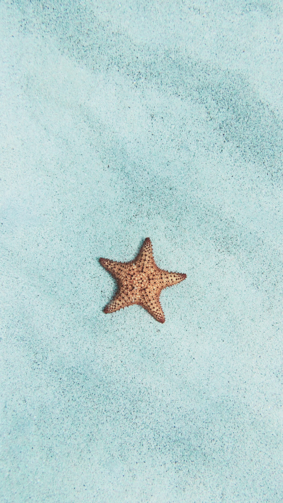 starfish in sea water wallpaper